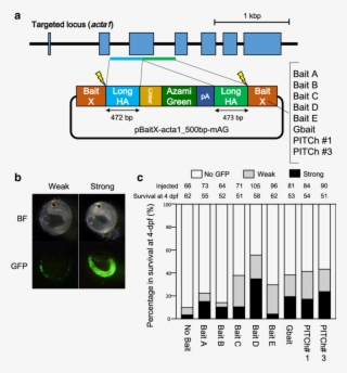Comparison Of The Efficiencies Of Targeted Gene Integration #7066092