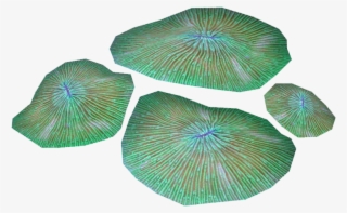 Plate Coral 1 #7066737