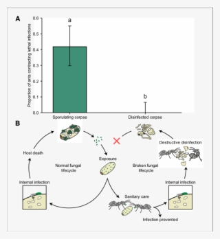 Ants That Interacted With Sporulating Pupae Contracted #7072367