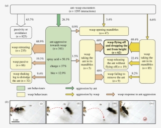 Flow Diagram Representing The Behavioural Responses #7072510