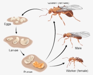 Ants Clipart Worker Ant #7072684