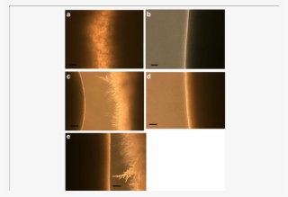 Parallel Streaks 5 Mm Apart, Of C #7075386