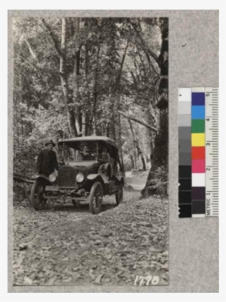 A Beautiful But Steep Drive Beneath Madrones, Tan Oaks, #7079206