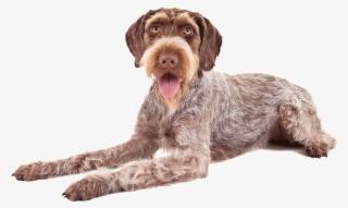 German Wirehaired Pointers #7080219