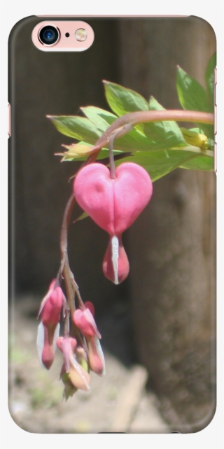 Bleeding Heart #7080576