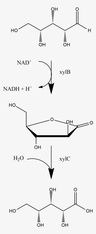 D-xylonic Acid Producing Operon #7088976