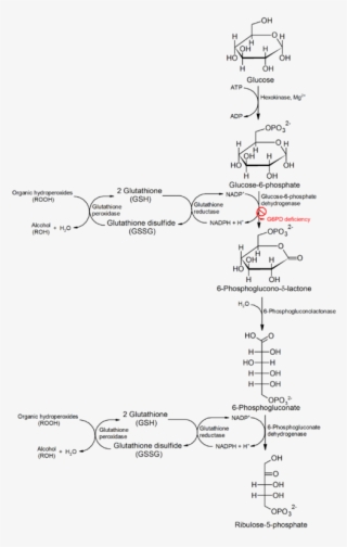 Pin By Return To Love Return To Love On Biology #7089149