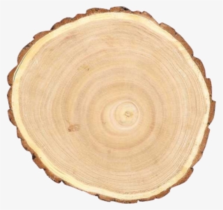 Round Paulownia Wood Slice #7094240