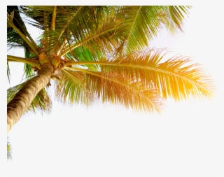 Coconut #7094395