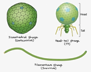 Icosahedral Phage, Head-tail Phage, And Filamentous #7096181