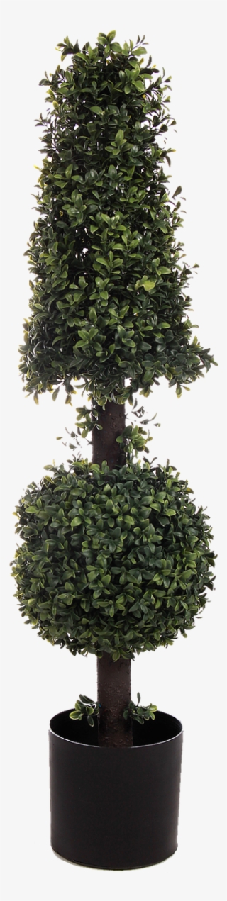 Boxwood Png #7097066