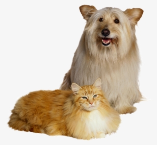 Cachorro Amigo Do Gato Png #7098923