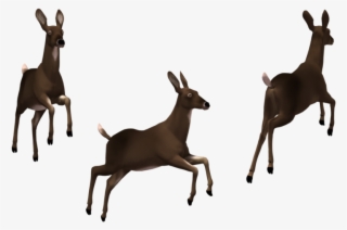 Deer Doe 02 By Free Stock B #7099572