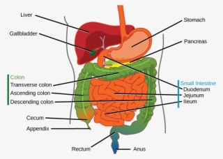 The Human Stomach Has An Extremely Acidic Environment - Part Of The Human Digestive System #710315