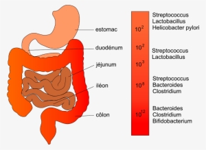 The Dangers Of Stomach Infections Png Stomach Infections - Microbiote Intestinal Composition #710432 The Dangers Of Stomach Infections Png Stomach Infections - Microbiote Intestinal Composition #710432