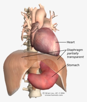 The Heat And Stomach In Situ - Stomach And Heart #710473 The Heat And Stomach In Situ - Stomach And Heart #710473