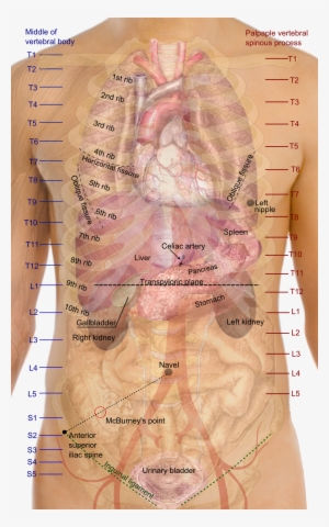 Surface Projections Of The Organs Of The Trunk - Vertebral Levels Of Organs #710739