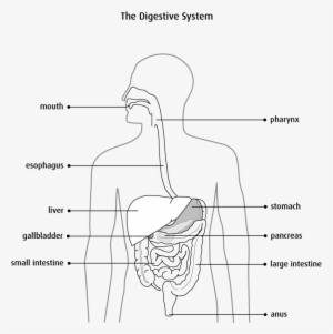 It Is Part Of The Digestive System, Which Extends From #710769 It Is Part Of The Digestive System, Which Extends From #710769