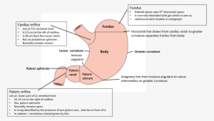 Stomach Parts And External Features - Manual Lymphatic Drainage #710818 Stomach Parts And External Features - Manual Lymphatic Drainage #710818