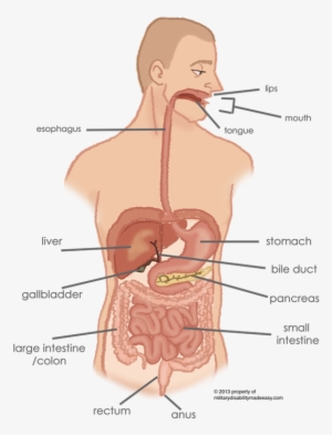 Organs Of The Digestive System - Abdomen Or Rectum #710999 Organs Of The Digestive System - Abdomen Or Rectum #710999