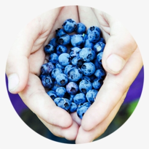 Cupped Hands Holding Freshly Picked Blueberries - Blueberry #711737