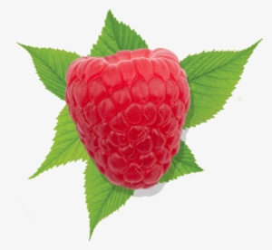 Raspberry Raspberry - Raspberry #711753