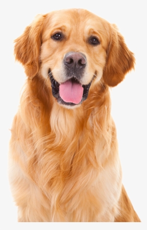 Golden Retriever Png Pic - Golden Retriever Dog Breeds #711900