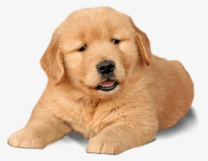 Labrador Chow Dogs Word - Chow Chow Labrador Retriever #711977