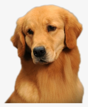 Golden Retriever Png Background Image - Golden Retriever Pug #711986