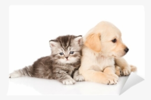 Golden Retriever Puppy Dog And British Tabby Cat Lying - Katzen Futterstation #712079