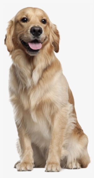Dog Transparent Golden #712086