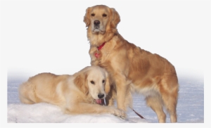Home - Transparent Golden Retriver Lab #712105