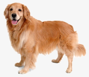 El Golden Es Una Raza Cariñosa Y Tolerante Con Los - Animals Pictures And Name #712169