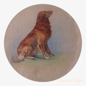 Click To See Full Size - Golden Retriever #712466