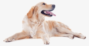 Golden Retriever Happy Dog Nail Art Decals - Happy Dog Png #712493