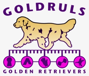 Golden Retriever #712803