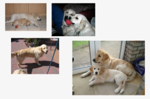 Golden Retriever #713065