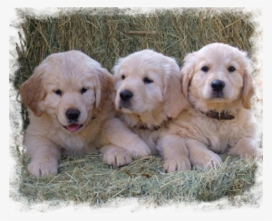 Golden Retriever #713090