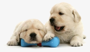 5 Weeks Golden Retriever #713141