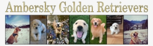 Amber Sky Golden Retrievers - New York City #713229