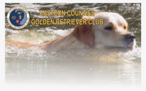 2015 Eastern Counties Golden Retriever Club - Home #713250