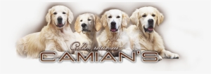 Golden Retriever - Camian's - Labrador Retriever #713625
