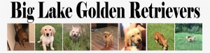 Big Lake Golden Retrievers - Laptop #713669