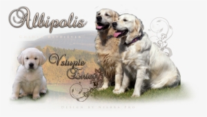 Golden Retriever Kennel - Golden Retriever #713808