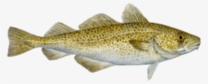 W=500&h=500 - Atlantic Cod #713964
