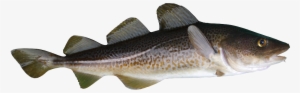 Baltic Cod - Atlantic Cod #714137