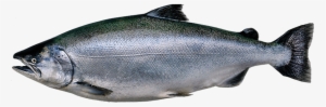 Kingsalmon - King Salmon #715096