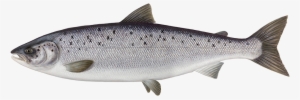 Salmon Png Transparent Vector Freeuse - Atlantic Salmon No Background #715100