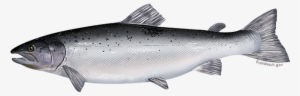 Atlantic Salmon - Salmon Atlantic #715249