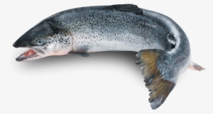 Whole Fresh Sushi Grade Graphic Royalty Free Stock - Premium Wild Alaskan Salmon Oil For Dogs #715309